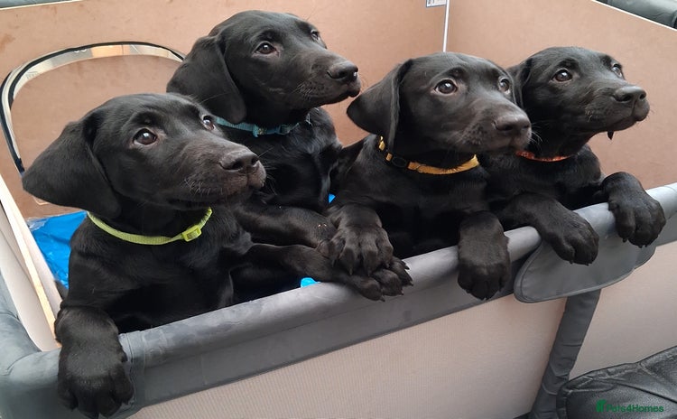 Labrador Retriever dogs - Advert 1
