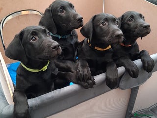 Labrador Retriever dogs - Advert 10