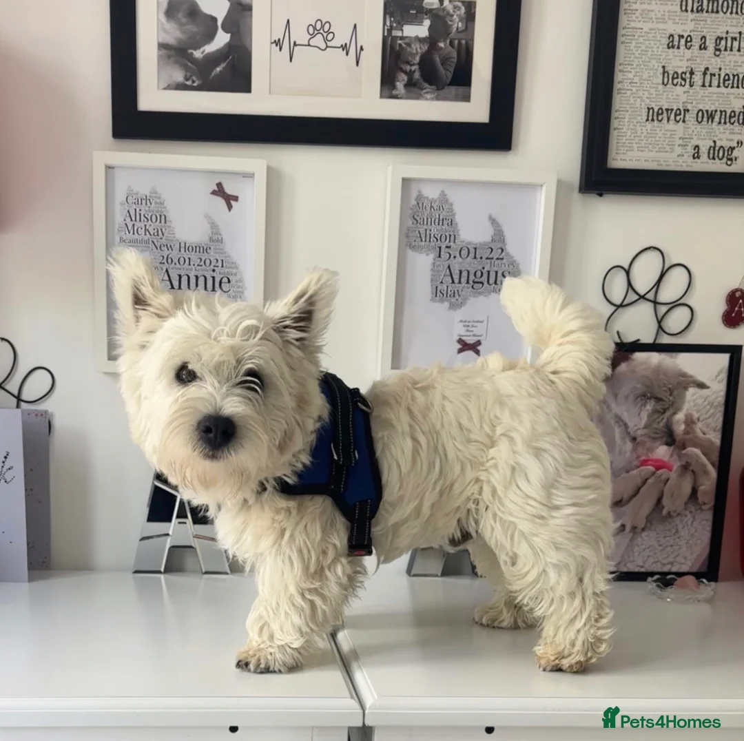 West Highland Terrier dogs for stud: West Highland Terrier in Lanark - Advert 2