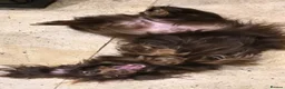 Miniature Dachshund dogs for sale: Long haired miniature dachshund puppy’s  - Advert 6