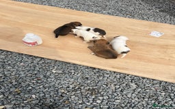 Mixed Breed dogs for sale: Chihuahua and Jack Russell mix puppies - Image 9
