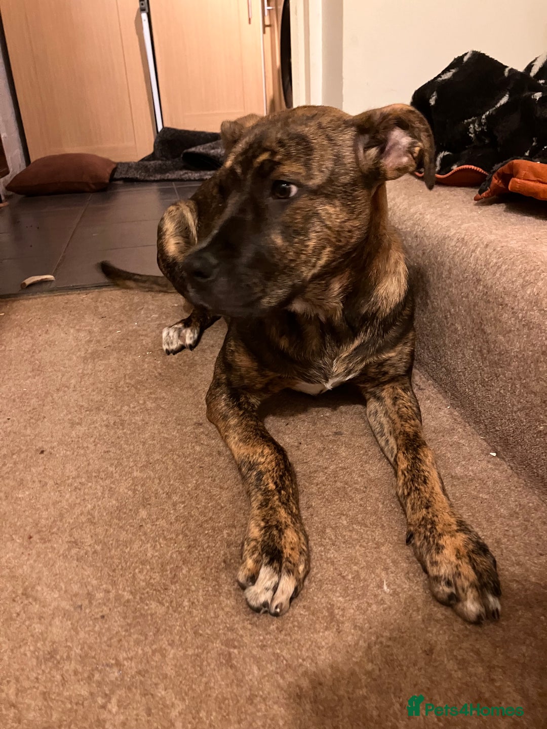 Mixed Breed dogs for sale: Lola  - Advert 3
