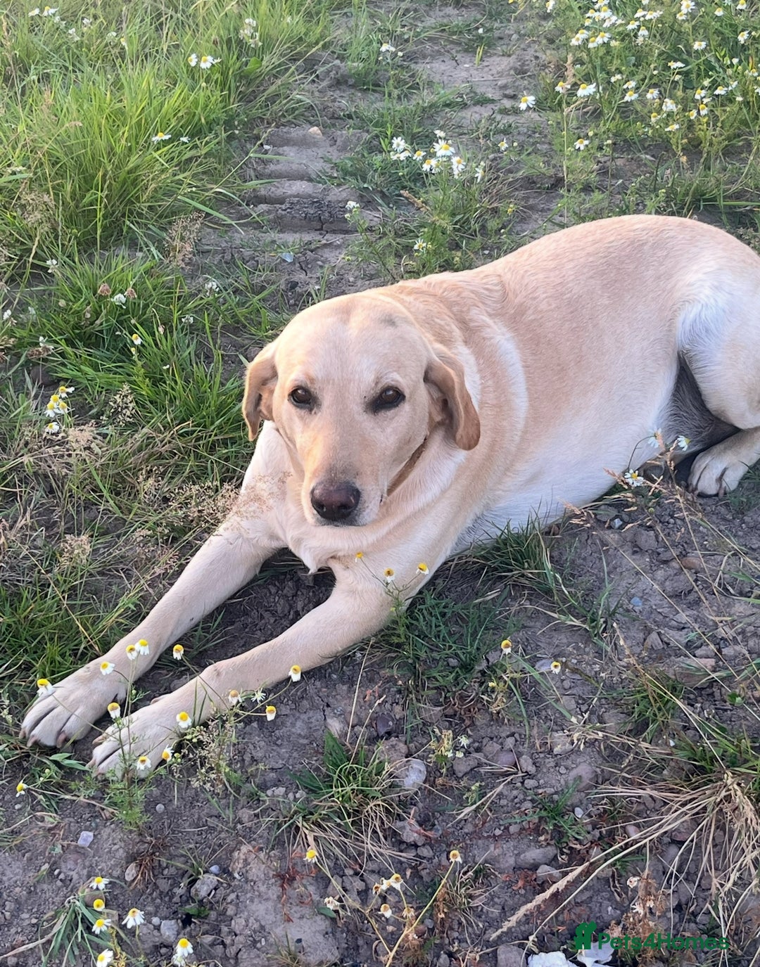 Mixed Breed dogs for sale: Labrador X Belgian Shepherd Belgiador  - Image 10