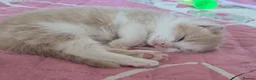 Mixed Breed cats for sale: 3 cute playful kittens available  in Birmingham - Advert 9