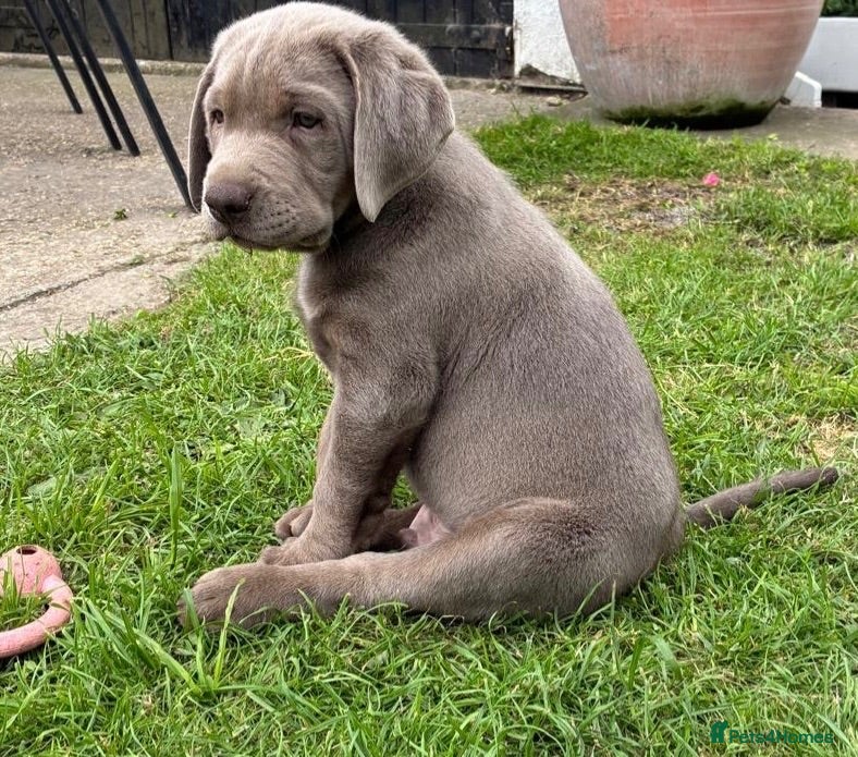 Labrador Retriever dogs Gorgeous Silver Labrador Puppies  - Advert 2