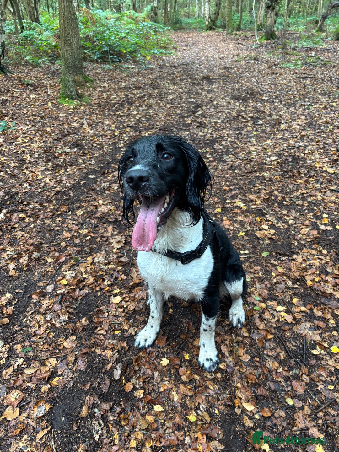 English Springer Spaniel dogs for stud: Proven English Sprinter Spaniel for Stud - Advert 2