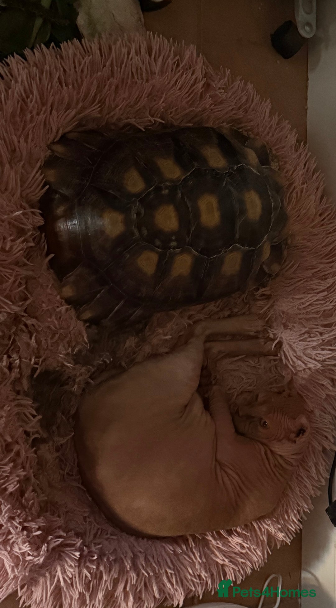 Tortoise reptiles for sale: Sulcata Tortoise - Image 2