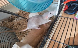Rat rodents for sale: Female rat family need new home - Image 3
