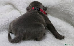 Staffordshire Bull Terrier dogs for sale:  Blue Staffy puppies for sale KC REGISTERED  - Image 28