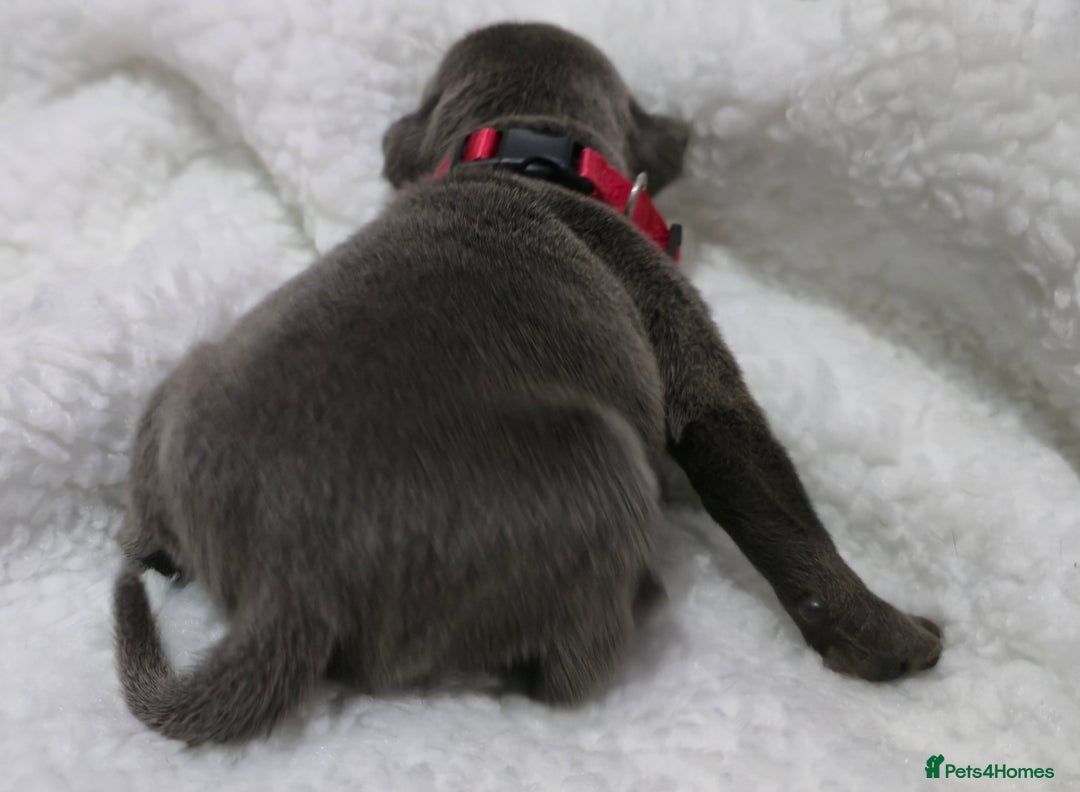 Staffordshire Bull Terrier dogs for sale:  Blue Staffy puppies for sale KC REGISTERED  - Image 28