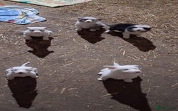 Mixed Breed dogs for sale: Border collie x lurcher  - Image 1