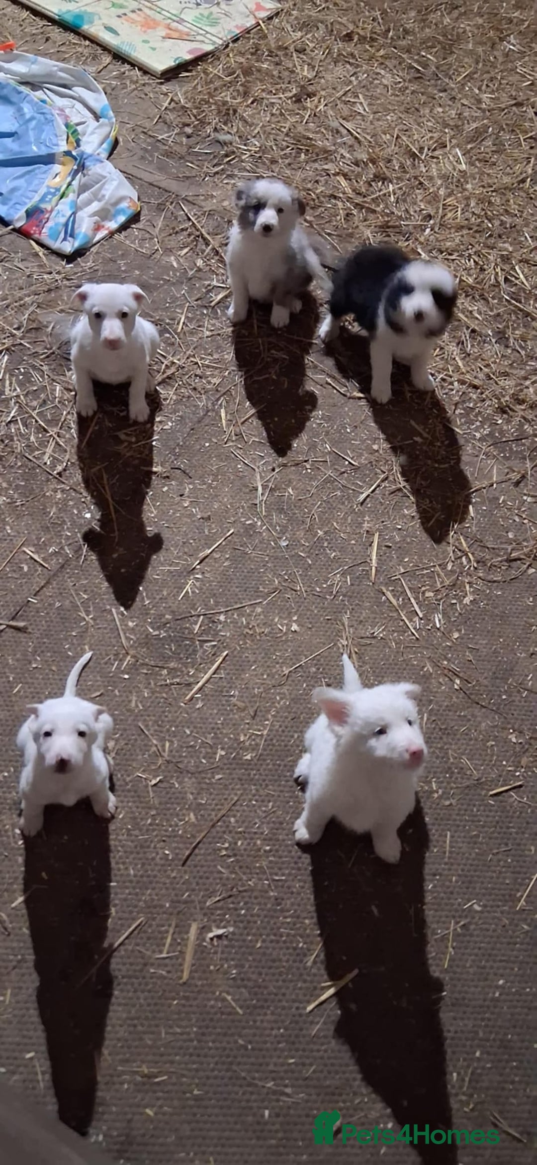 Mixed Breed dogs for sale: Border collie x lurcher  - Image 1