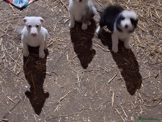 Mixed Breed dogs for sale - Advert 1