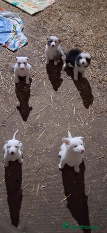 Mixed Breed dogs - Advert 3