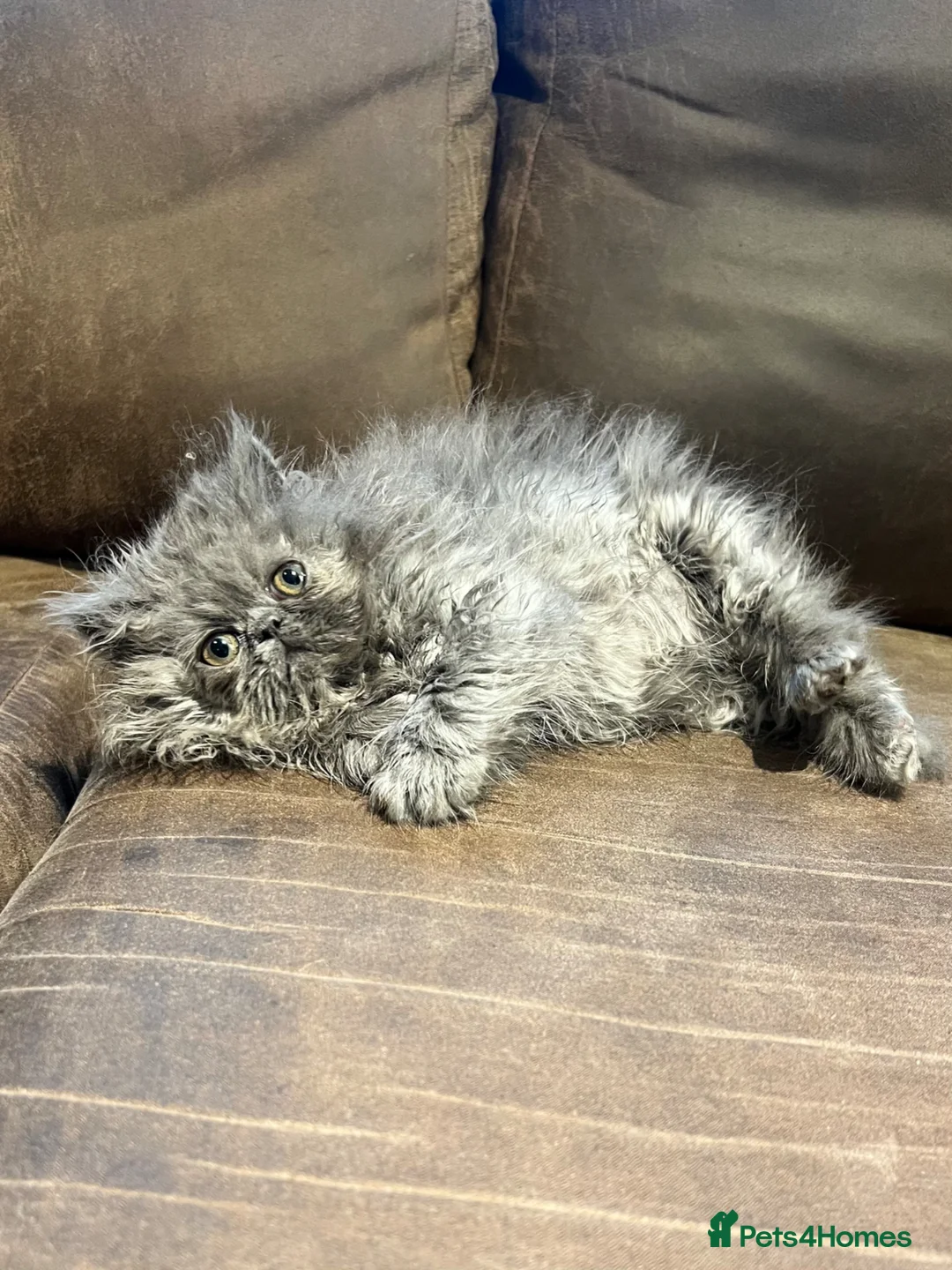 Persian cats for sale: Stunning peke Persian kittens , ready to go  - Advert 1