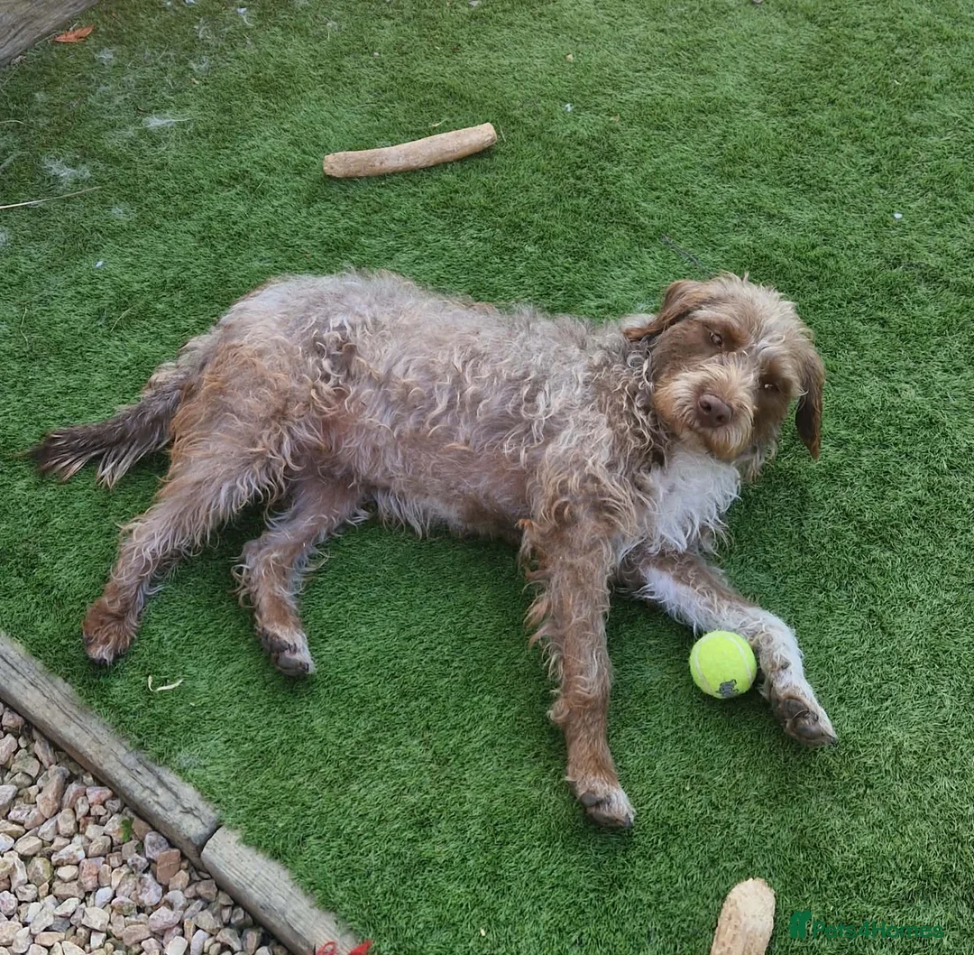 Mixed Breed dogs for sale: Rosie in Bedlington - Advert 2