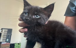 British Shorthair cats for sale: 3 KITTENS READY TO GO !  - Image 2
