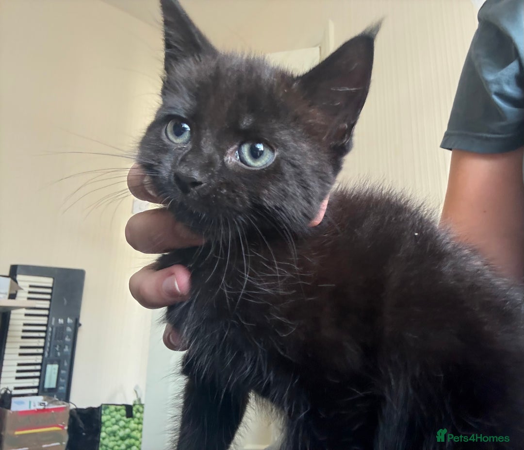 British Shorthair cats for sale: 3 KITTENS READY TO GO !  - Image 2