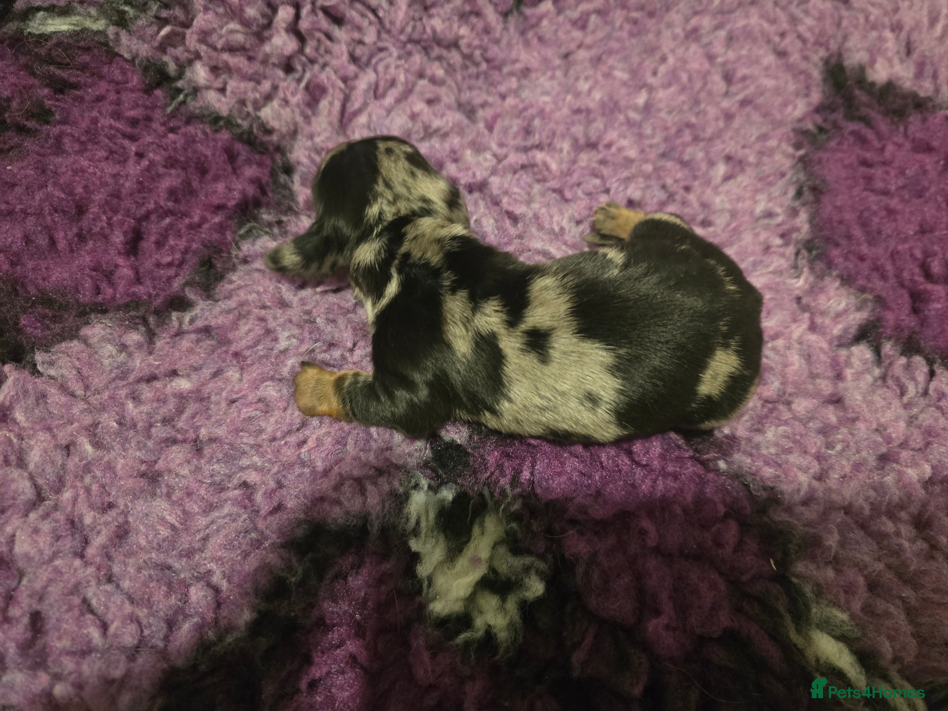 Miniature Dachshund dogs Gorgeous mini dachshund puppies - Advert 2