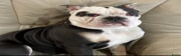 Olde English Bulldogge dogs for sale: Paddy the bull dog - Advert 8