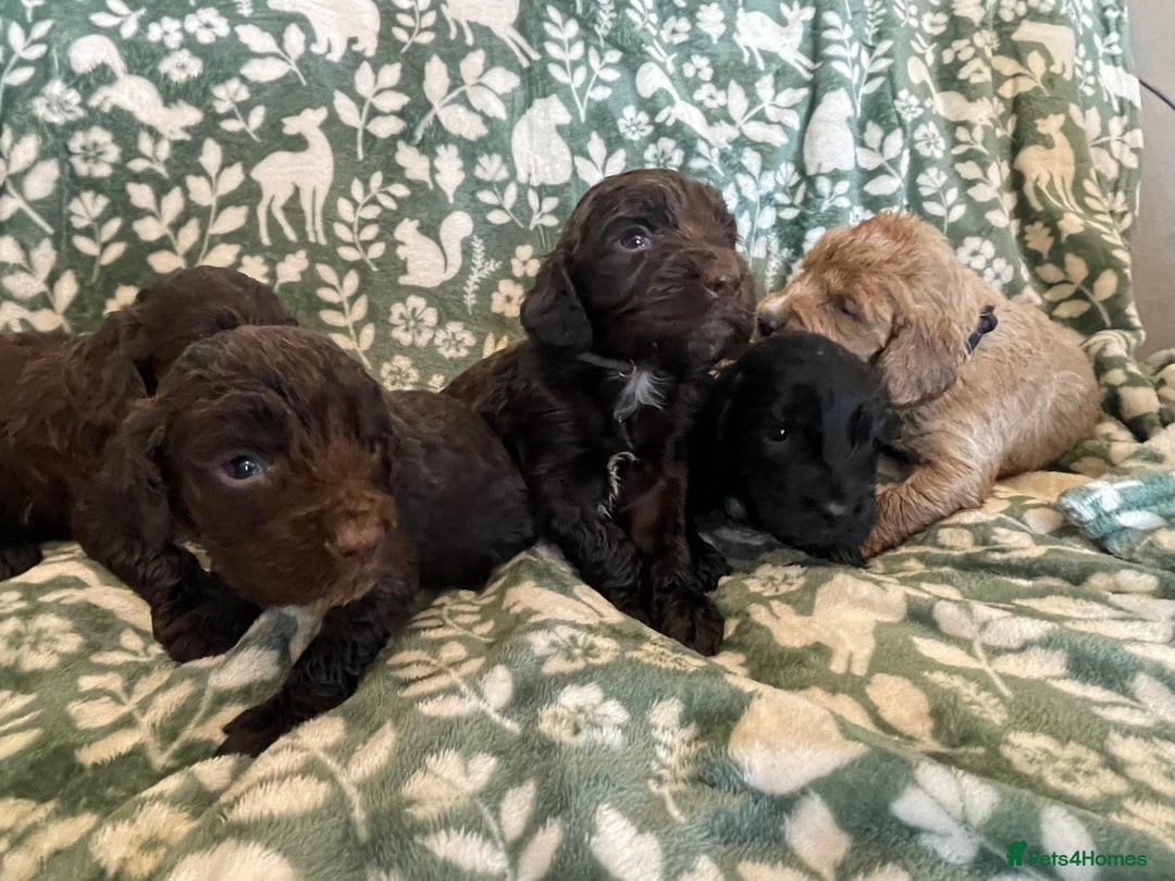 Cockapoo dogs for sale: Beautiful cockapoo puppies  - Advert 7