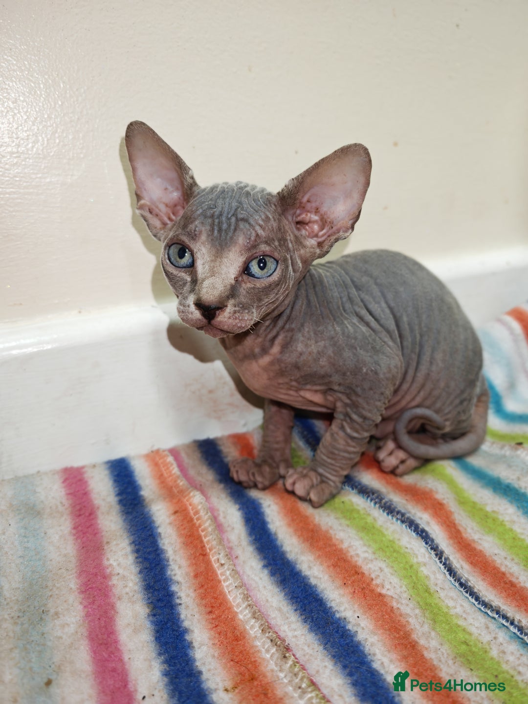 Sphynx cats for sale: Unique Elf, Sphynx & Dwelf Babies - Advert 15