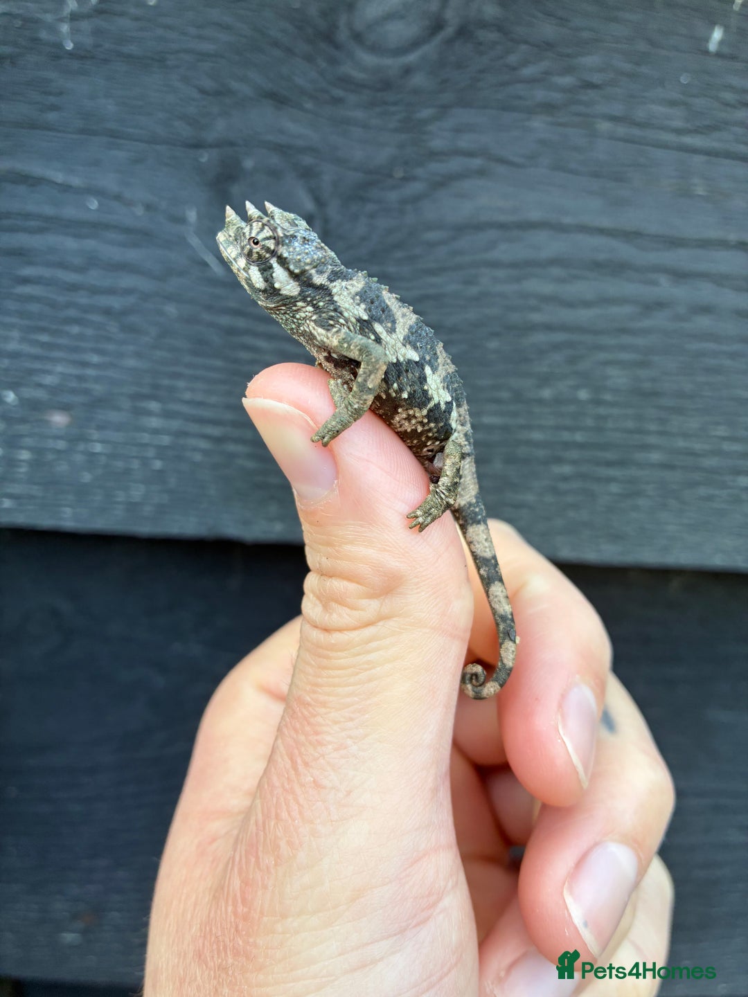 Chameleon reptiles for sale: Jackson Chameleons - Advert 7