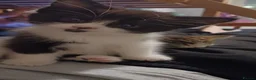 Mixed Breed cats for sale: Beautiful Longhaired Kittens in Halesowen - Advert 4