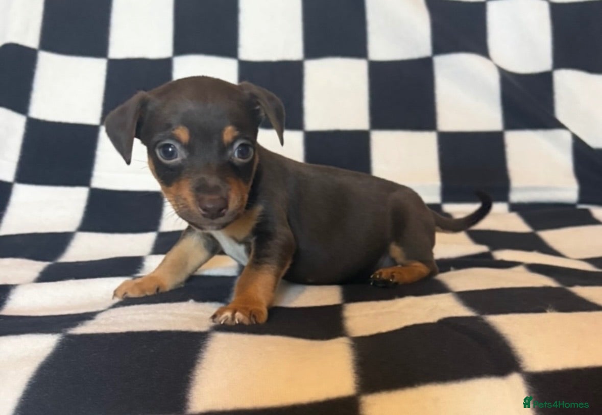 Jack Russell dogs Beautiful miniature Jack Russell puppies  - Advert 2
