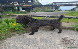 Patterdale Terrier dogs for sale: ❤️❤️Rosie & bobs litter ❤️❤️ - Image 22