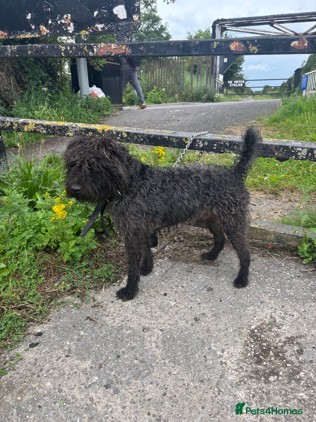 Patterdale Terrier dogs for sale: ❤️❤️Rosie & bobs litter ❤️❤️ - Image 22