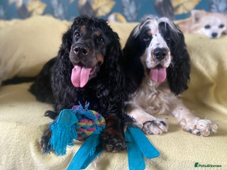 Cocker Spaniel dogs Stunning show cocker puppies - Advert 9