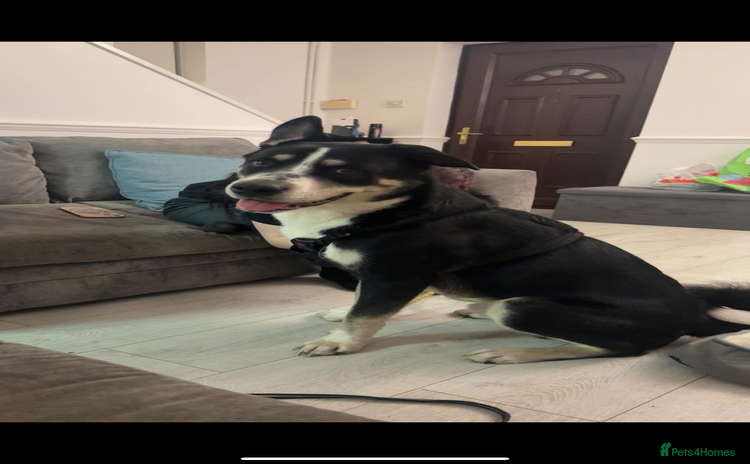 Mixed Breed dogs - Advert 1