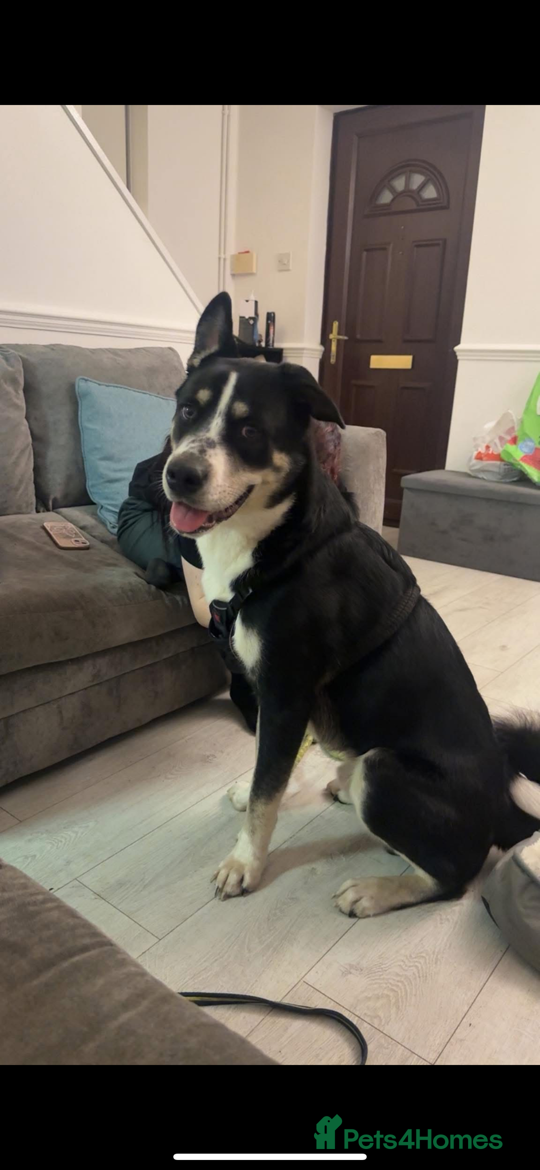 Mixed Breed dogs for sale: Akita cross lab 10 months old - Image 1