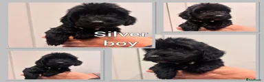 Cockapoo 3