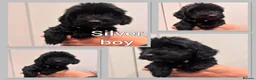 Cockapoo dogs for sale: *Show*Cockapoo Ready To Leave Health Tested Pups - Advert 8