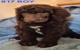 Standard Poodle dogs for sale: KC reg Brown Parti & phantom Standard Poodle pups - Image 20