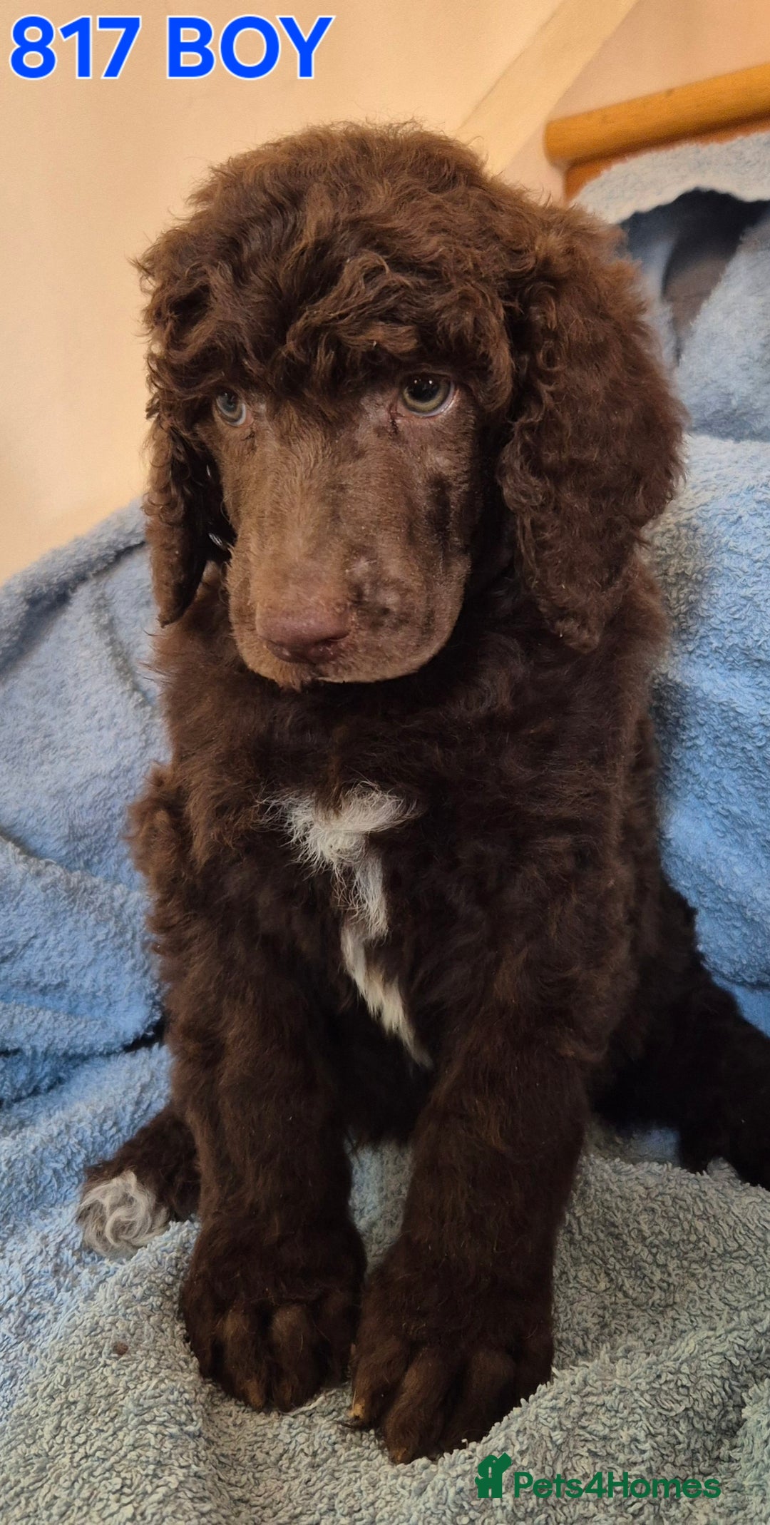 Standard Poodle dogs for sale: KC reg Brown Parti & phantom Standard Poodle pups - Image 20