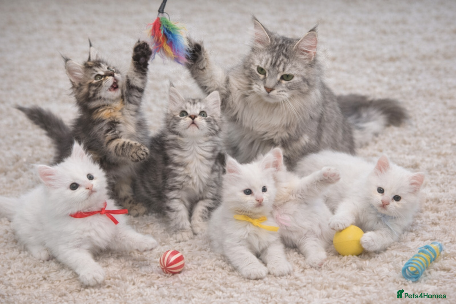 Maine Coon cats Outstanding pedigree kittens - Advert 1