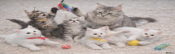 Maine Coon cats for sale: Outstanding pedigree kittens - Advert 2