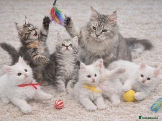 Maine Coon cats Outstanding pedigree kittens - Advert 1