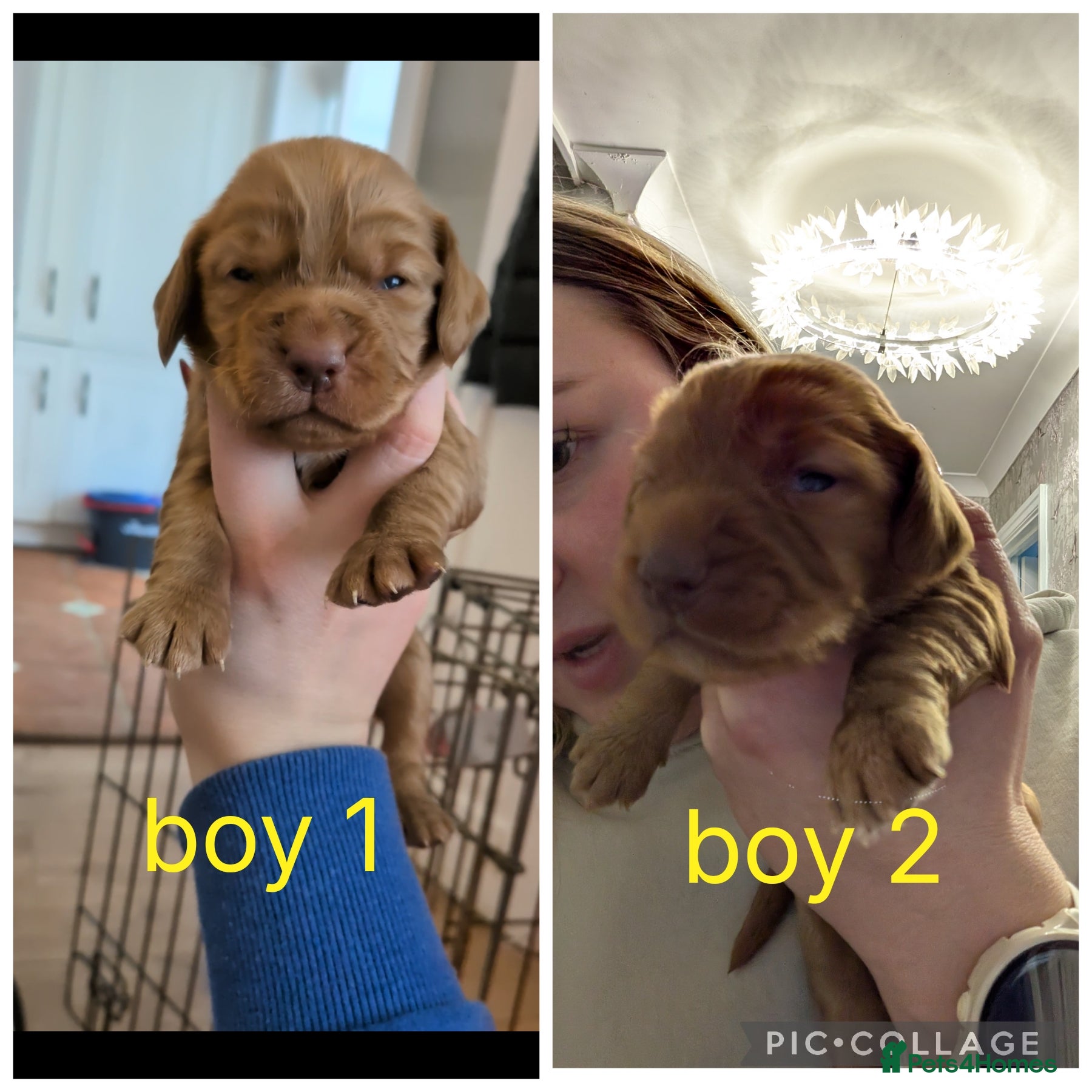 Cocker Spaniel dogs 2 RED MALE KC DNA CLEAR PUPS TO RESERVE - Advert 13