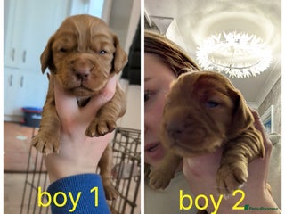 Cocker Spaniel dogs 2 RED MALE KC DNA CLEAR PUPS TO RESERVE - Advert 2