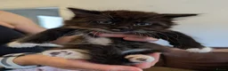 Mixed Breed cats for sale: Beutiful Mixed Breed Kittens in Alcester - Advert 4