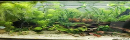 Other/Mixed Breed fish for sale: 240lt pro aquascape aquarium + fish - Advert 4