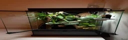 Gecko reptiles for sale: 2y/o Female Crested Gecko & Bioactive Vivarium - Advert 4