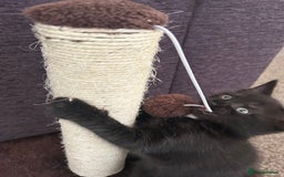 Mixed Breed cats for sale: Three lovely mixed breed kittens - Image 14