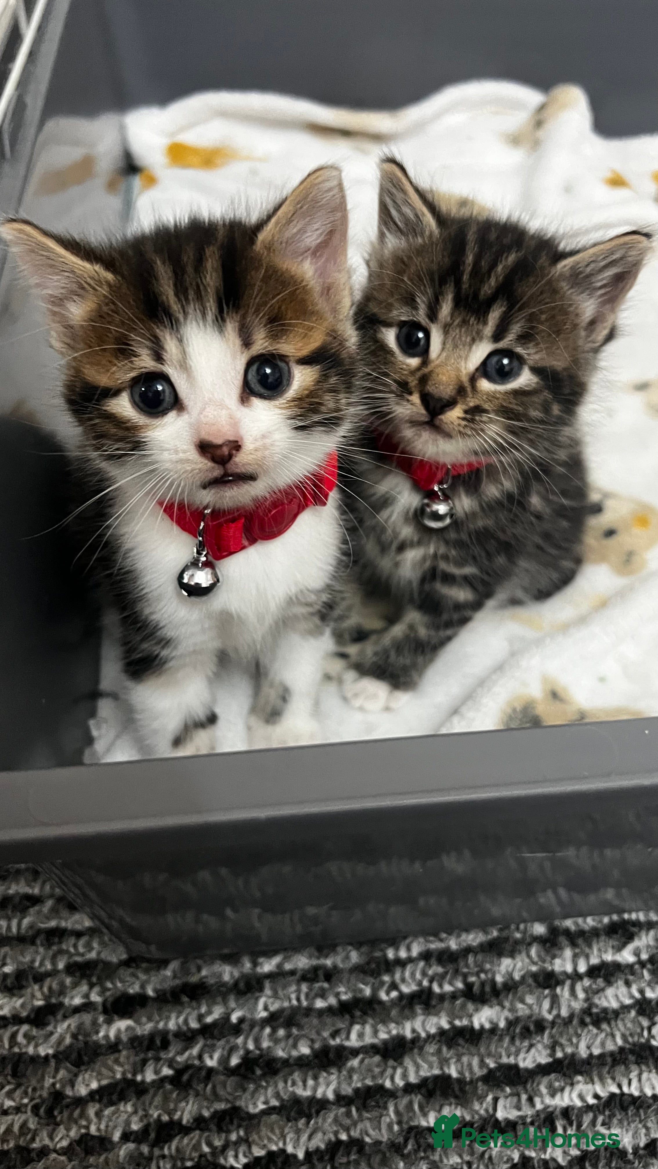 Bengal cats Ready for reservations Beautiful bengals😍 - Advert 17