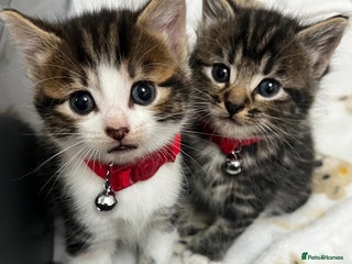 Bengal cats Ready for reservations Beautiful bengals😍 - Advert 11