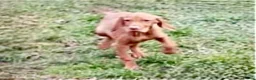 Hungarian Vizsla dogs for sale: Vizsla Female 5 month Great health/temp. in Southsea - Advert 4